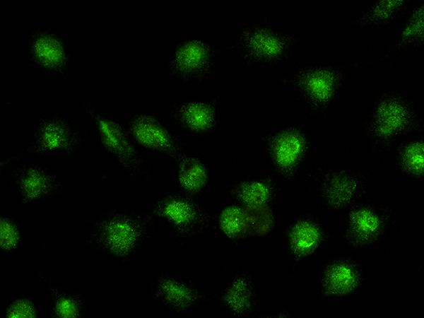ELF3 Antibody, Rabbit PAb, Antigen Affinity Purified, Immunofluorescence