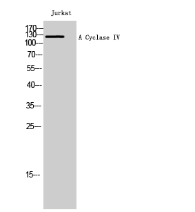 Fig1:; Western Blot analysis of Jurkat cells using A Cyclase IV Polyclonal Antibody
