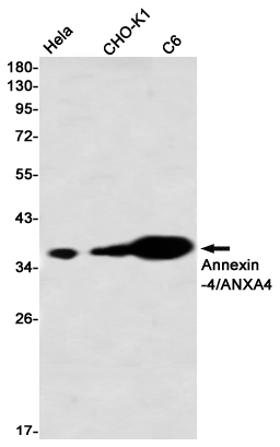 Western blot detection of Annexin A4 in Hela,CHO-K1,C6 using Annexin A4 Rabbit mAb(1:1000 diluted)