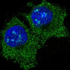 Immunofluorescent analysis of Hela cells, using eIF5A Antibody.