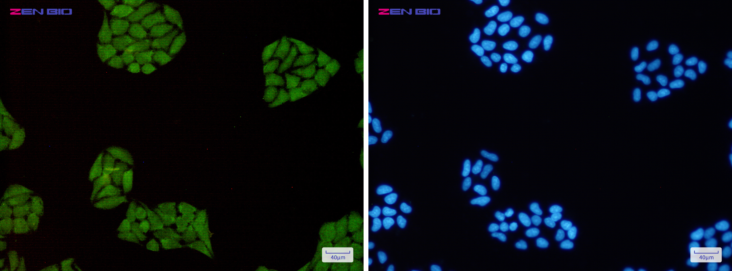 Immunocytochemistry of STAT1(green) in Hela cells using STAT1 Rabbit pAb at dilution 1/50, and DAPI(blue)