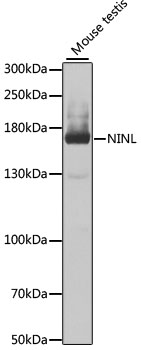 Western blot - NINL Polyclonal Antibody 