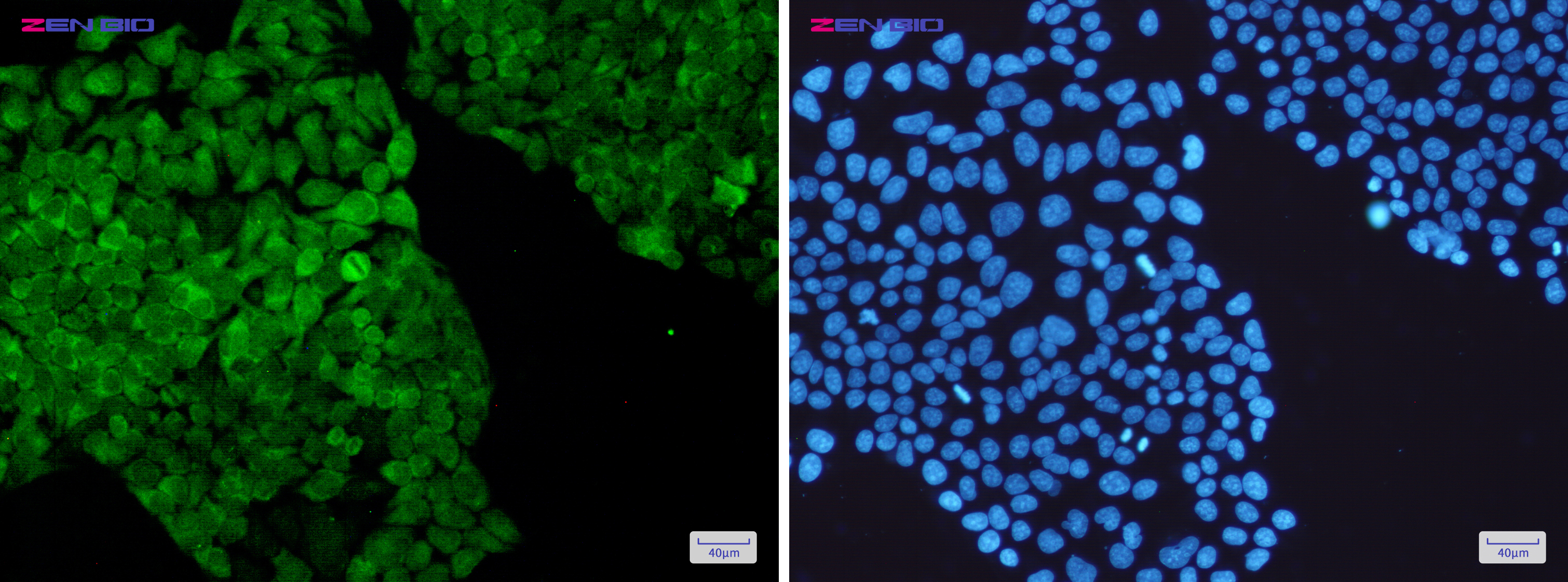 Immunocytochemistry of PGK1(green) in Hela cells using PGK1 Rabbit pAb at dilution 1/50, and DAPI(blue)
