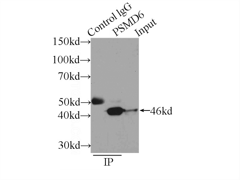 IP Result of anti-PSMD6 (IP:Catalog No:114244, 3ug; Detection:Catalog No:114244 1:500) with K-562 cells lysate 1500ug.