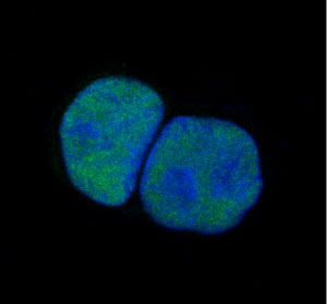 Immunofluorescent analysis of Hela cells, using c-Jun Antibody .