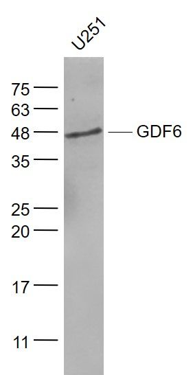 Fig1: Sample:; U251(Human) Cell Lysate at 30 ug; Primary: Anti- GDF6 at 1/1000 dilution; Secondary: IRDye800CW Goat Anti-Rabbit IgG at 1/20000 dilution; Predicted band size: 14 kD; Observed band size: 48 kD
