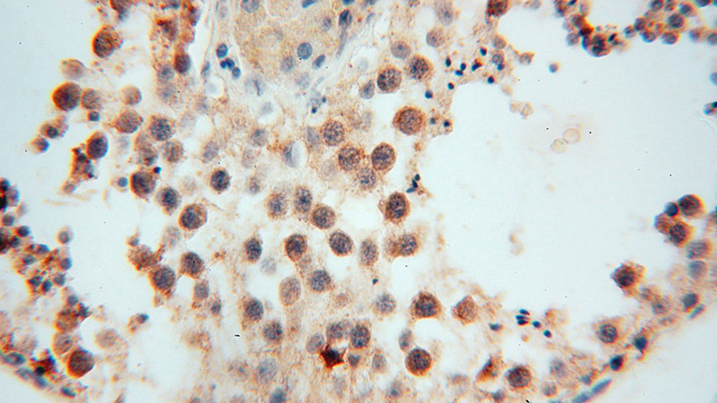 Immunohistochemical of paraffin-embedded human testis using Catalog No:112971(MYLIP antibody) at dilution of 1:50 (under 40x lens)