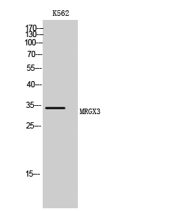 Fig1:; Western Blot analysis of K562 cells using MRGX3 Polyclonal Antibody