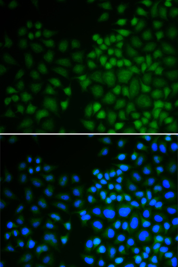 Immunofluorescence - NR0B2 Polyclonal Antibody 