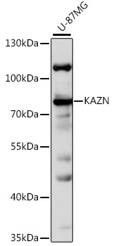 Western blot - KAZN Polyclonal Antibody 