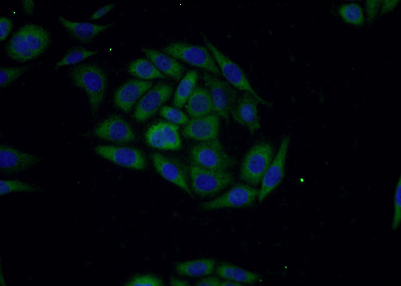 Immunofluorescent analysis of PC-3 cells using Catalog No:115410(SLN Antibody) at dilution of 1:50 and Alexa Fluor 488-congugated AffiniPure Goat Anti-Rabbit IgG(H+L)