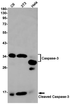 Western blot detection of Caspase-3 in C6,3T3,Hela cell lysates using Caspase-3 Rabbit pAb(1:1000 diluted).Predicted band size:32kDa.Observed band size:32/17kDa.