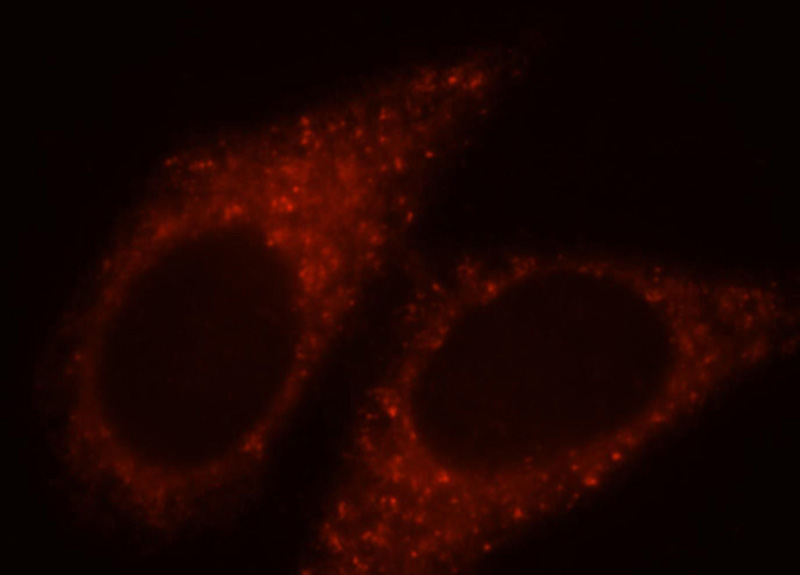 Immunofluorescent analysis of HepG2 cells, using PRR5 antibody Catalog No:114276 at 1:25 dilution and Rhodamine-labeled goat anti-rabbit IgG (red).