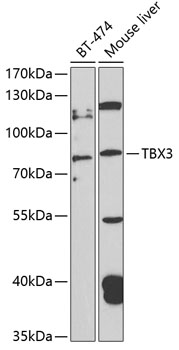 Western blot - TBX3 Polyclonal Antibody 
