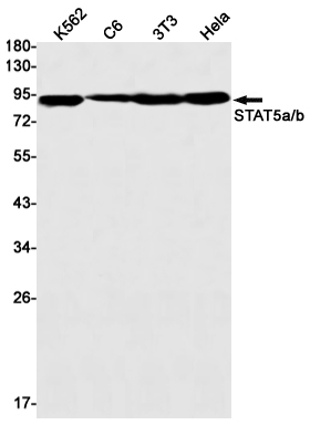 Western blot detection of STAT5a/b in K562,C6,3T3,Hela cell lysates using STAT5a/b Rabbit mAb(1:1000 diluted).Predicted band size:90kDa.Observed band size:90kDa.