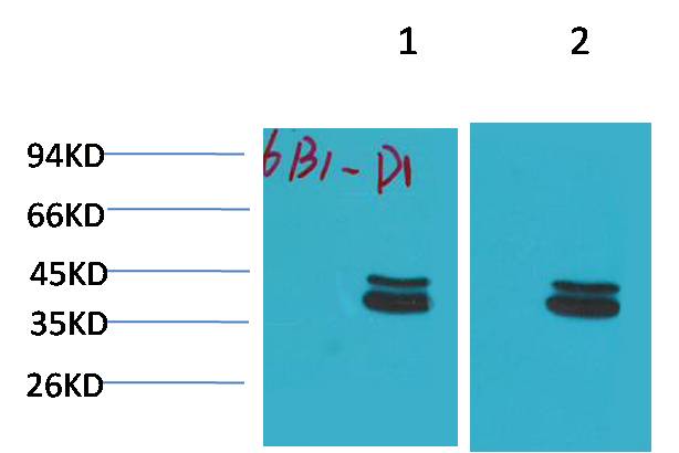 Western blot analysis of 1)Mouse Brain Tissue, 2) Rat Brain Tissue with P44/42 MAPK(ERK1/2) Mouse mAb diluted at 1:2,000.