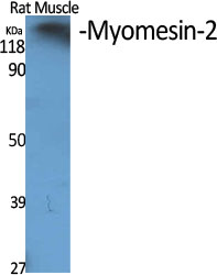 Fig1:; Western Blot analysis of various cells using Myomesin-2 Polyclonal Antibody diluted at 1: 500