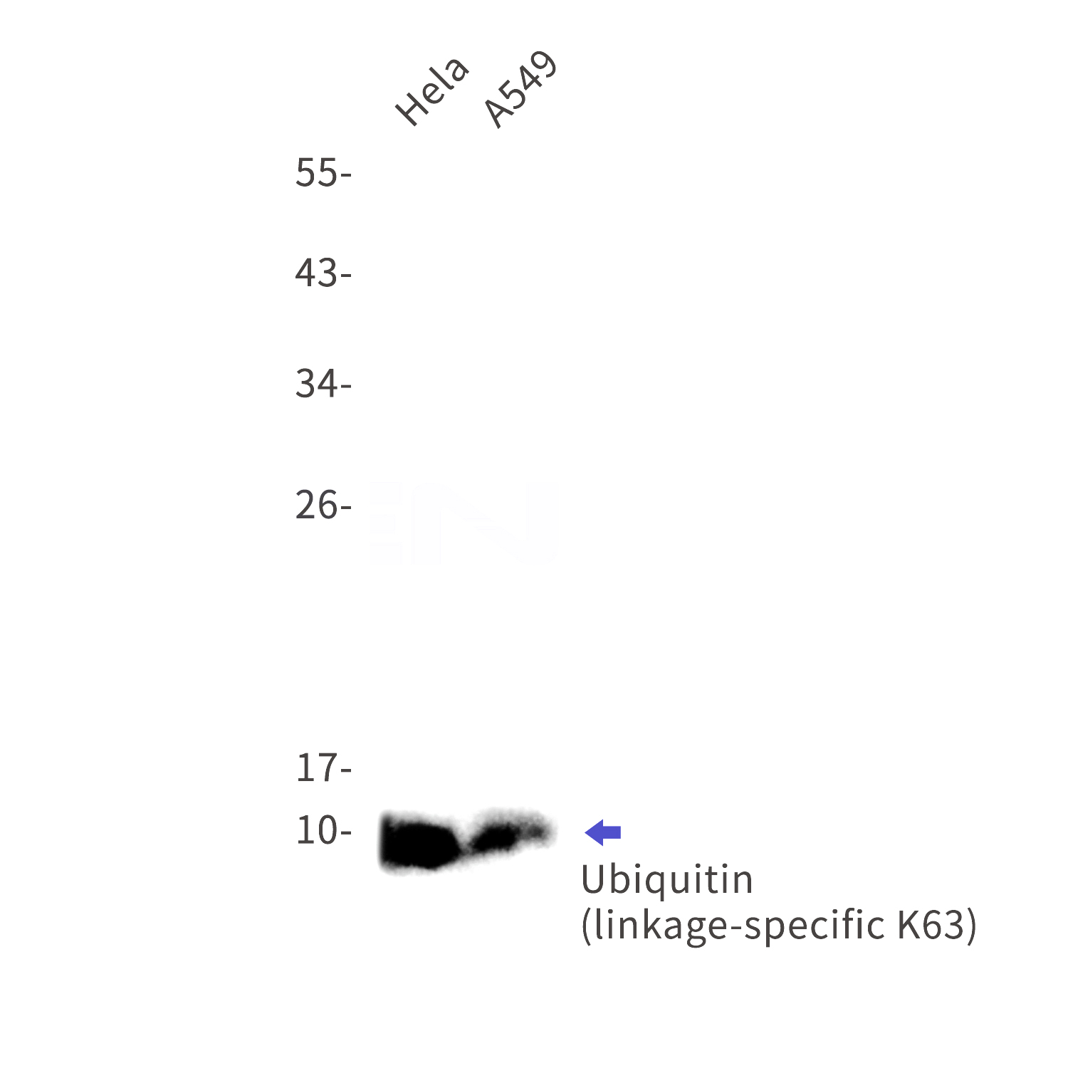 Western blot detection of Ubiquitin (linkage-specific K63) in Hela,A549 cell lysates using Ubiquitin (linkage-specific K63) Rabbit mAb(1:1000 diluted).Predicted band size:8kDa.Observed band size:8kDa.
