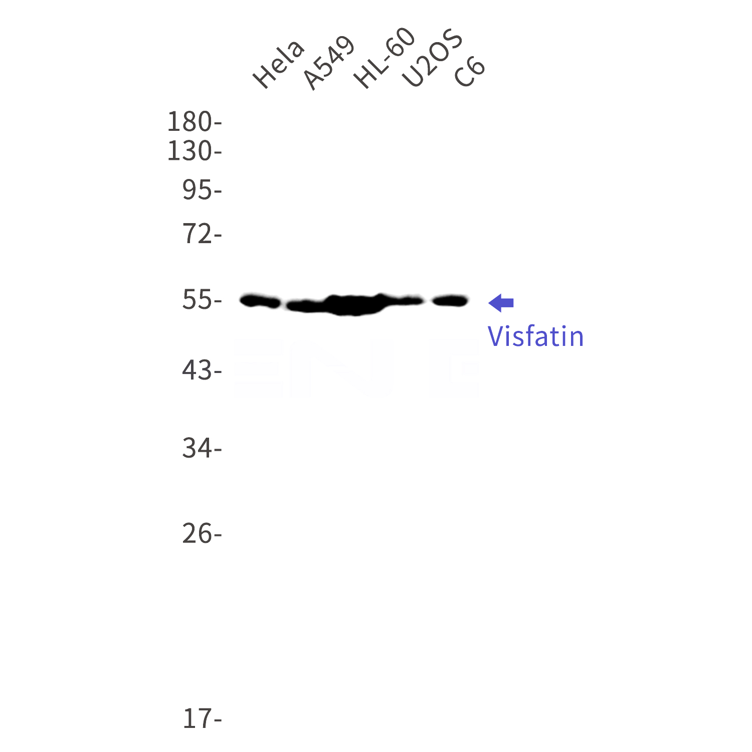Western blot detection of Visfatin in Hela,A549,HL-60,U2OS,C6 cell lysates using Visfatin Rabbit mAb(1:1000 diluted).Predicted band size:56kDa.Observed band size:56kDa.