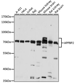 Western blot - APPBP2 Polyclonal Antibody 