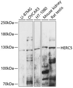 Western blot - HERC5 Polyclonal Antibody 