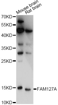 Western blot - FAM127A Polyclonal Antibody 
