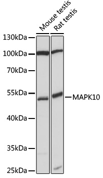 Western blot - MAPK10 Polyclonal Antibody 