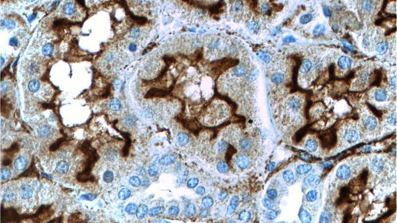 Immunohistochemistry of paraffin-embedded human kidney tissue slide using Catalog No:109039(CD10,MME Antibody) at dilution of 1:200 (under 40x lens)