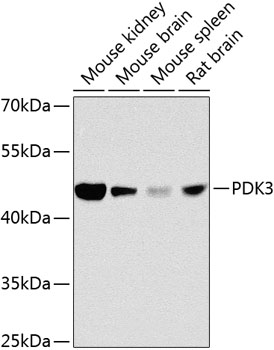 Western blot - PDK3 Polyclonal Antibody 
