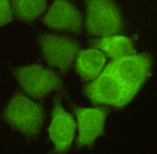 Immunocytochemistry of HeLa cells using anti-CDC2/CDK1 mouse mAb diluted 1:50.