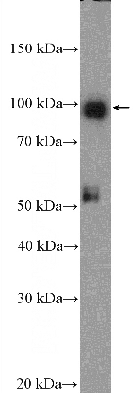 mouse liver tissue were subjected to SDS PAGE followed by western blot with Catalog No:115733(STRA6 Antibody) at dilution of 1:300