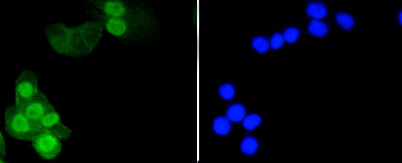 Immunofluorescence - Phospho-Histone H1.3-T17/Histone H1.4-T17 mAb 