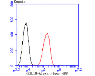 Fig5: Flow cytometric analysis of A549 cells with FBXL18 antibody at 1/100 dilution (red) compared with an unlabelled control (cells without incubation with primary antibody; black). Alexa Fluor 488-conjugated goat anti-rabbit IgG was used as the secondary antibody.