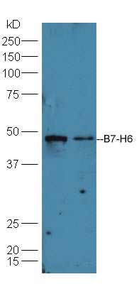 Fig2: Sample:; Huh7 Cell (Human) Lysate at 40 ug; A549 Cell (Human) Lysate at 40 ug; Primary: Anti-B7-H6 at 1/300 dilution; Secondary: HRP conjugated Goat-Anti-rabbit IgG (bs-0295G-HRP) at 1/5000 dilution; Predicted band size: 48 kD; Observed band size: 48 kD