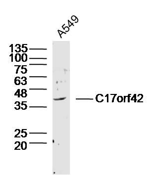 Fig1: Sample: A549 (human)cell Lysate at 40 ug; Primary: Anti- C17orf42 at 1/300 dilution; Secondary: IRDye800CW Goat Anti-Rabbit IgG at 1/20000 dilution; Predicted band size: 38 kD; Observed band size: 38 kD