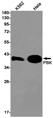 Western blot detection of PBK in K562,Hela cell lysates using PBK Rabbit pAb(1:1000 diluted).Predicted band size:36kDa.Observed band size:40kDa.