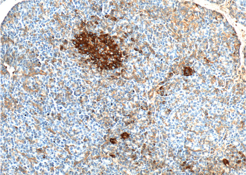 Immunohistochemistry of paraffin-embedded human pancreas tissue slide using Catalog No:117076(AVPR1B Antibody) at dilution of 1:100 (under 10x lens).
