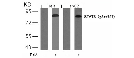 Western blot analysis of extracts from Hela and HepG2 cells untreated or treated with PMA usingSTAT3 (Phospho-Ser727) Antibody .