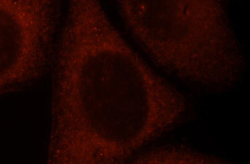 Immunofluorescent analysis of HepG2 cells, using CASP9 antibody Catalog No:108881 at 1:25 dilution and Rhodamine-labeled goat anti-rabbit IgG (red).