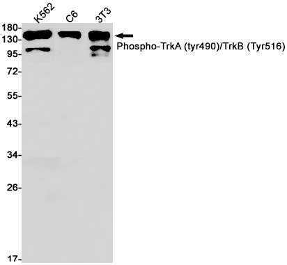 Western blot detection of Phospho-TrkA (tyr490)/TrkB (Tyr516) in K562,C6,3T3 cell lysates using Phospho-TrkA (tyr490)/TrkB (Tyr516) Rabbit mAb(1:1000 diluted).Predicted band size:92kDa.Observed band size:140kDa.