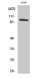 Fig1:; Western Blot analysis of various cells using C6 Polyclonal Antibody diluted at 1: 1000