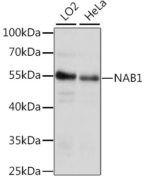 Western blot - NAB1 Polyclonal Antibody 
