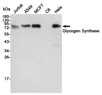 Western blot detection of Glycogen Synthase in Jurkat,A549,MCF7,C6 and Hela cell lysates using Glycogen Synthase mouse mAb (1:3000 diluted).Predicted band size:22KDa.Observed band size:22KDa.