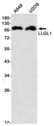 Western blot detection of LLGL1 in A549,U2OS using LLGL1 Rabbit mAb(1:1000 diluted)