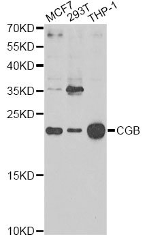 Western blot - CGB Polyclonal Antibody 