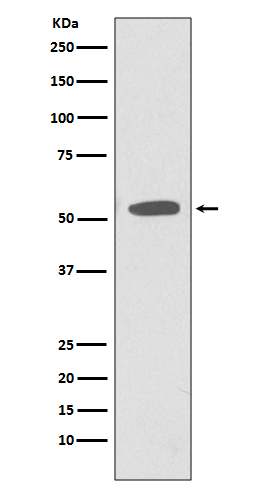 Western blot analysis of extracts of NIH/3T3 cell lysate, using CD47 antibody.