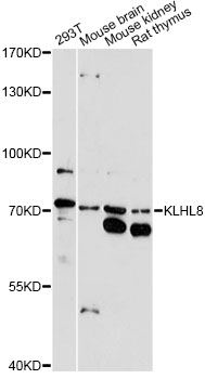 Western blot - KLHL8 Polyclonal Antibody 