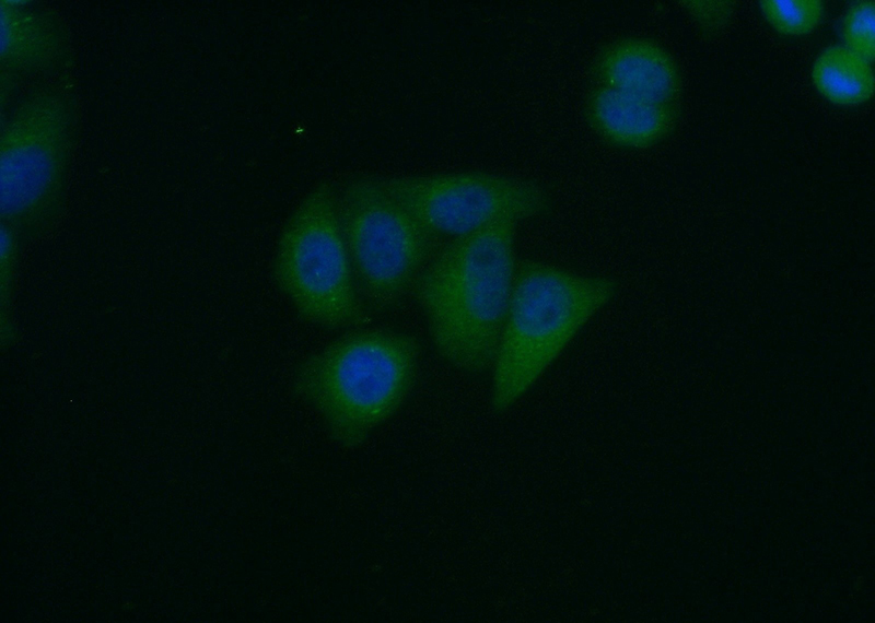 Immunofluorescent analysis of (10% Formaldehyde) fixed HepG2 cells using Catalog No:110357(ERGIC2 Antibody) at dilution of 1:50 and Alexa Fluor 488-congugated AffiniPure Goat Anti-Rabbit IgG(H+L)