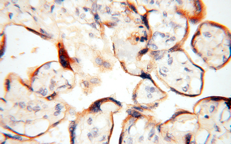 Immunohistochemical of paraffin-embedded human placenta using Catalog No:109682(CYP19A1 antibody) at dilution of 1:50 (under 40x lens)