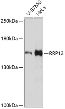 Western blot - RRP12 Polyclonal Antibody 